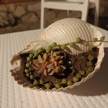 Casa Vacanze Da Grazia Appartement *